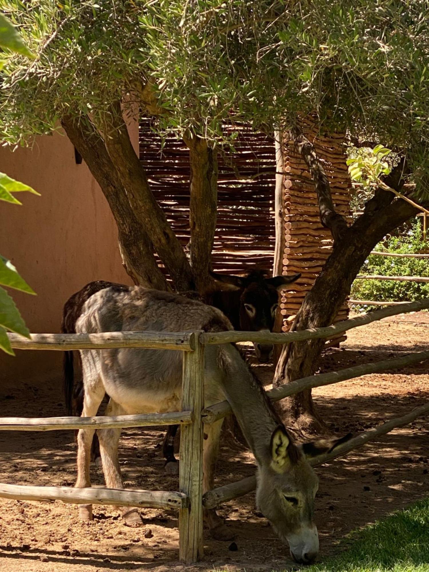 Oulad Moumene Jardin Sakina - Chambre D'Hotes מראה חיצוני תמונה